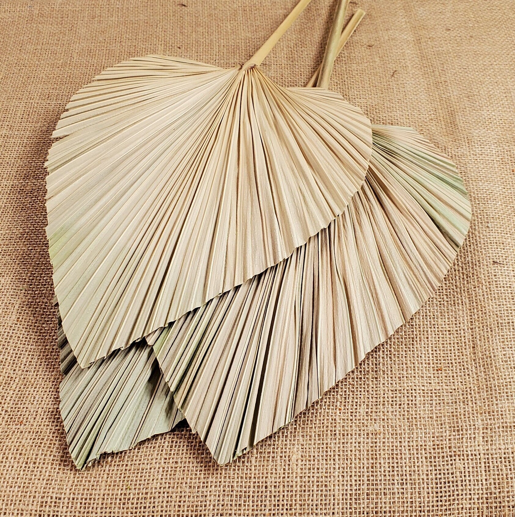 3 Pcs Natural Dried Palm Spears: Boho Wedding Decor